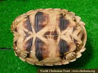 Burmese Star Tortoise, Geochelone platynota