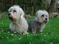 Dandie Dinmont Terrier (Hindlee Terrier)