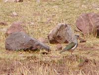 Andean Lapwing