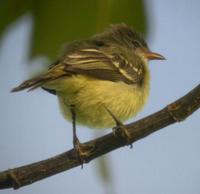 Southern Beardless-tyrannulet