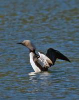 Pacific Loon