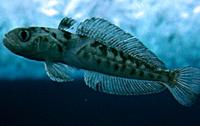 Toothfish Under the Antarctic Ice