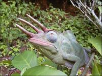 Usambara three-horned chameleon, Chamaeleo deremensis