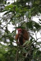 Red Uakari Monkey