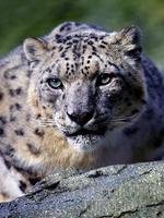 Snow Leopard , Marwell Zoo , Hampshire , England stock photo