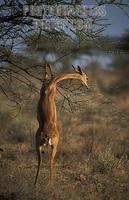 Gerenuk standing on its hind legs to browse , Litocranius walleri , Samburu National Reserve , K...