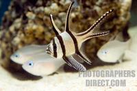 Striped fish stock photo