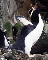 Erect-crested Penguin - Eudyptes sclateri