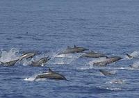 Pan-tropical spotted dolphins and Spinner dolphins in mixed groups numbering in the thousands, k...