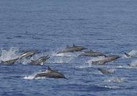 Pan-tropical spotted dolphins and Spinner dolphins in mixed groups numbering in the thousands, k...