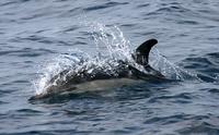 Long-beaked Common Dolphin