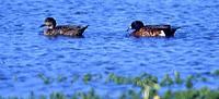 Chestnut Teal