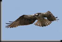 Osprey, Oceanside Marine Wildlife Study Area, NY
