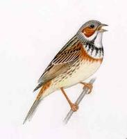 Bandammer (Emberiza fucata) Chestnut-eared Bunting