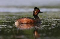 Potapka cernokrka (Podiceps nigricollis)