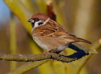 Tree Sparrow at Worfield Bog - December 2005 (photo John Robinson)