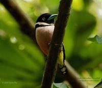 Black-and-Yellow Broadbill