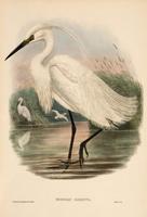 Richter after Gould Little Egret (Herodius Garzetta)