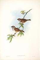 Richter after Gould Tree Sparrow (Passer montanus)