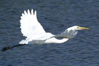 Great Egret in flight.a.jpg (39684 bytes)