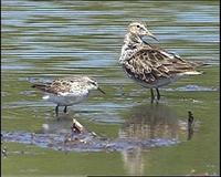 Pectoral Sandpiper & Long-toed Stint