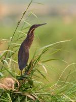 Black Bittern (female)