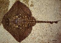 Thornback Ray Raja clavata