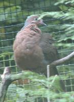 Socorro Dove Zenaida graysoni