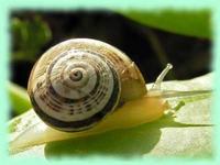 Iberus alonensis (Ferussac, 1822)