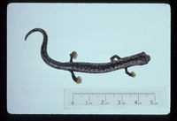 : Bolitoglossa yucatana; Yucatan Salamander