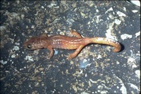 : Ensatina eschscholtzii picta