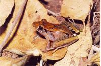 : Ischnocnema izecksohni