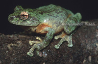 : Philautus bunitus