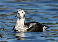 : Clangula hyemalis; Long-tailed Duck