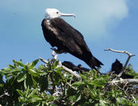 : Fregata minor palmerstoni; Great Frigatebird Female