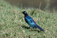 : Lamprotornis purpuropterus; Ruppell's Long Tailed Starling