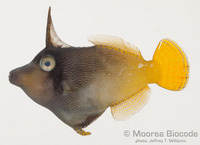 : Pervagor aspricaudus
