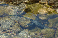 : Amblyrhynchus cristatus ssp. cristatus; Marine Iguana