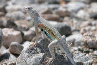 : Callisaurus draconoides; Zebra-Tailed Lizard