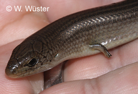 : Chalcides striatus; Western Three-toed Skink