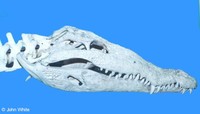 : Crocodylus acutus; American Crocodile (skull)