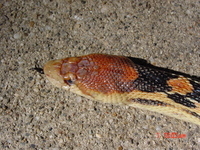 : Pituophis melanoleucus vertebralis; Cape Gopher Snake