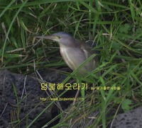 덤불해오라기 Yellow Bittern