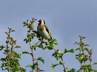 오색방울새:황금방울새(goldfinch)