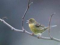 Japanese Yellow Bunting (Emberiza sulphurata) photo