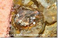 ...erfectly, using the shell to protect its eggs and itself., Rhamphocottus richardsoni, Phillip Co...