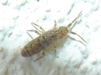 Orchesella villosa