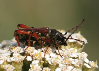 Stenopterus rufus rufus var. geniculatus