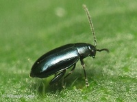 Phyllotreta nigripes