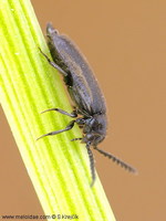 Drilus concolor
